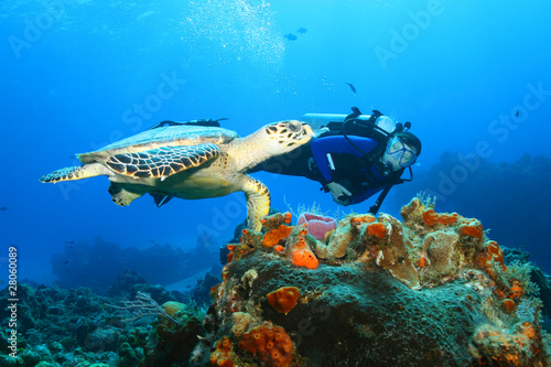 Photo: Hawksbill Turtle and Diver Hawksbill Turtle and Diver