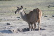 Gazelle am Wasserloch