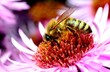 honeybee on an autumn flower honeybee on an autumn flower