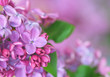 Close-up of lilac.
