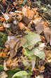 Foto: Kitchen waste on a compost heap Kitchen waste on a compost heap