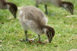 duck chick