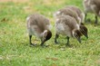 duck chicks