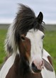 Chevaux islandais
