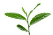 Fresh tea leafs