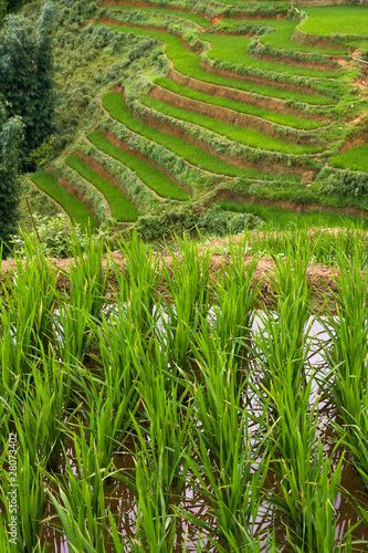 Photo: Flooded Rice Paddy Terraces Flooded Rice Paddy Terraces