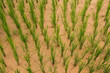 Dry Rice Paddy Dry Rice Paddy
