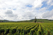 Beaune, vigneti di Borgogna Beaune, vigneti di Borgogna