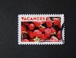 Vacances framboise