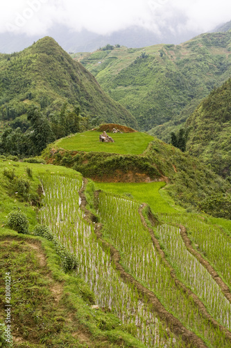 Photo: Rice paddy terrace Rice paddy terrace