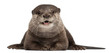 Oriental small-clawed otter, Amblonyx Cinereus, 5 years old