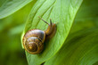 Snail Snail
