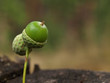 Autumn acorns