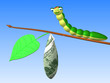 Caterpillar on twig Caterpillar on twig