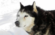 IceDog