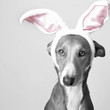 HaseHund