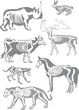 animals skeletons collection on white animals skeletons collection on white