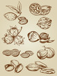set of various nuts set of various nuts