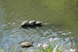 Tortue