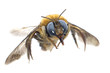 insect humble bee insect humble bee