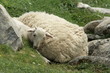 Agneau et brebis Agneau et brebis