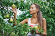 Beautiful woman picking the pear in the garden