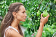 Beautiful woman picking the pear in the garden