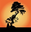 bonsai