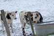 vaches