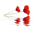 Photo: Flood de coquelicot Flood de coquelicot