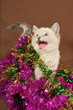 Really cute christmas kitten with blue eyes