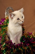 Really cute christmas kitten with blue eyes