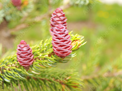 Photo: cones cones