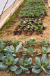 vegetables cultivation
