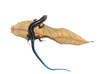 skink lizard on dry leaf