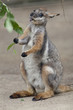 Tammar Wallaby Tammar Wallaby