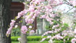 flower and chinese building flower and chinese building