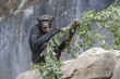 Chimpanzee Chimpanzee