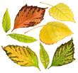 leaf