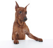 Miniature Pinscher. Miniature Pinscher.