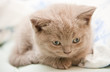 Close-up Lilac Kitten
