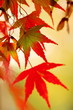 紅葉 (小石川植物園)