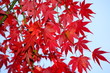 紅葉 (東京・上野公園)