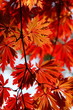 紅葉 (東京・上野公園)