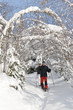 Winterspaziergang im Wald
