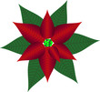 Weihnachtsstern, lat. Euphorbia pulcherrima