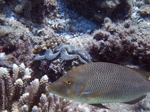 Foto: codfish codfish