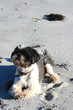 Dog on the arctic beach
