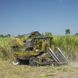 sugar cane harvest, Sancti Spíritus Province, Cuba