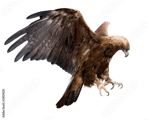 Photo: golden eagle, isolated golden eagle, isolated